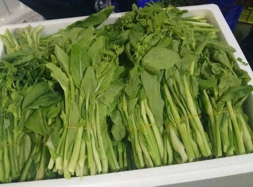 食用农产品合格证 为粤港澳大湾区“菜篮子”安全保驾护航