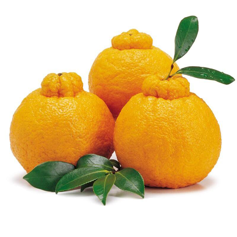 四川浦江耙耙柑 走近“丑类”水果之冠的自然鲜甜