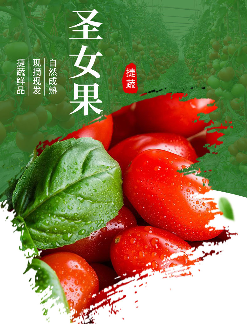 小西红柿采购指南 从批发到零售的绿色新鲜之道